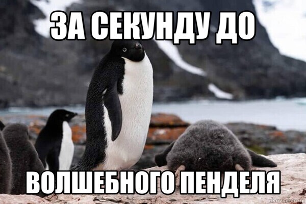 Финалисты премии «Комедийная фотография дикой природы»