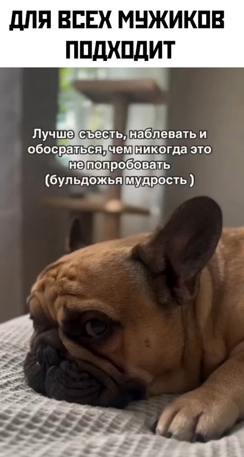 Весёлый полтишок 29.10.24