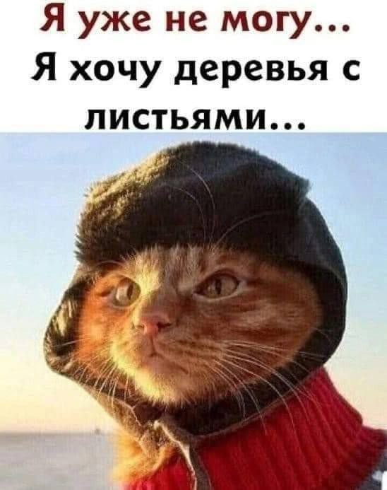 К котовторнику: подборка картинок-баянов с котиками и про котиков. Выпуск 8
