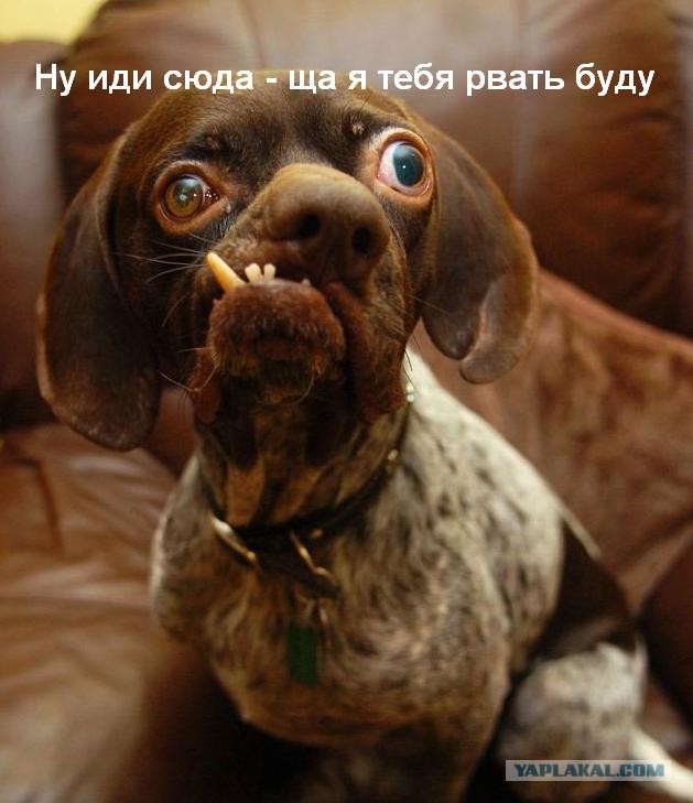 Жертвой леопарда стала собака ...