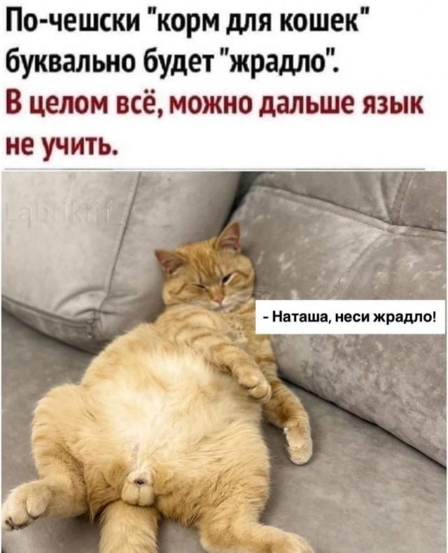 Подборка картинок-баянов с котиками и про котиков. Выпуск 21