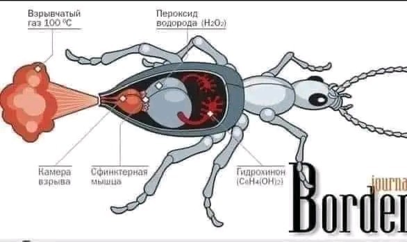 Струя перцовки прямо в рожу