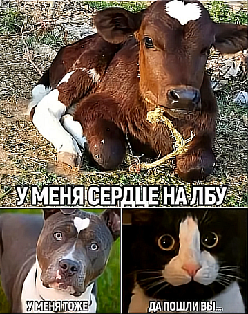 Так себе картинки 04.01.26