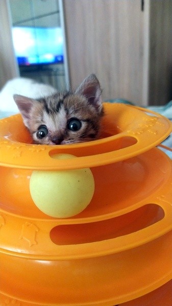 Игрушки для кошек.