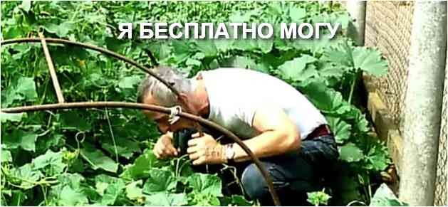 День огурца или что-то для олигархов!