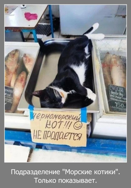 Картинки для деградации 251 (разной степени свежести)