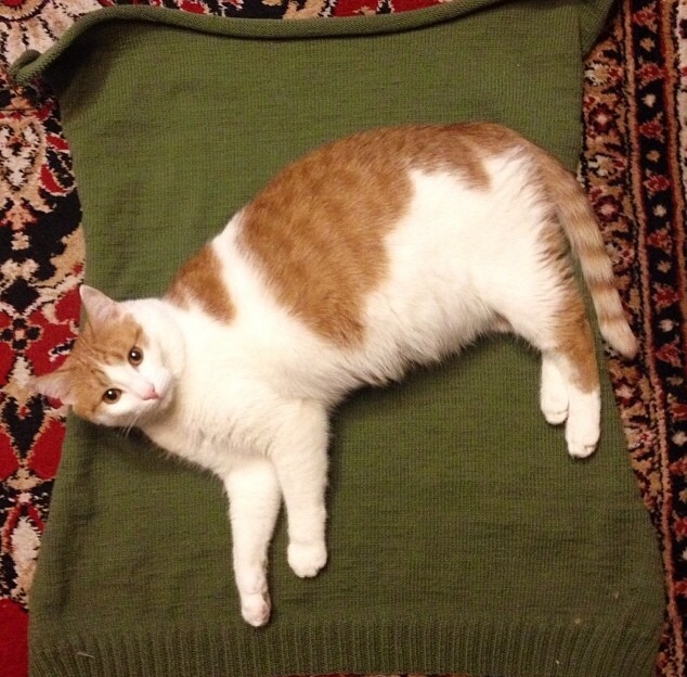 Котовторник   31.12.  2013