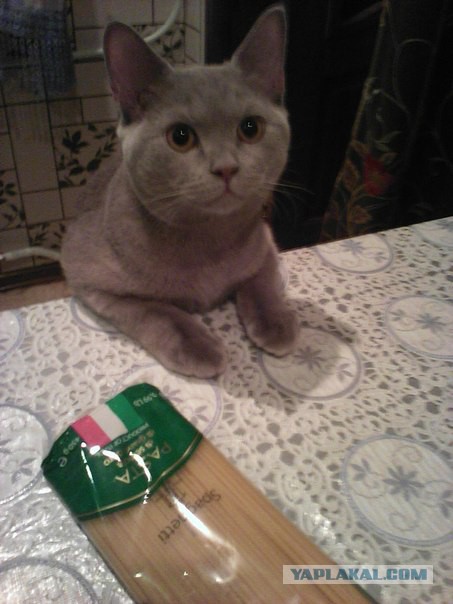 Котовторник 25.02.2014