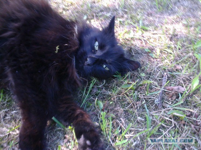 Котовторник 16.09.14