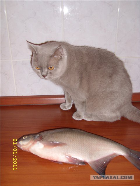 Котовторник 16.09.14
