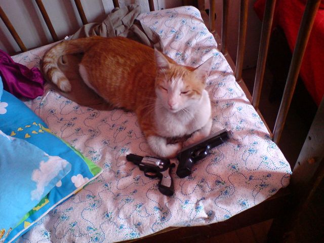 Коты, которые всегда рады помочь своему хозяину