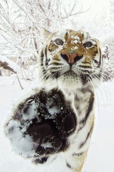 Веселые картинки