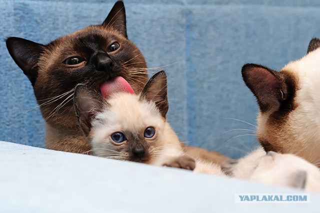 Котовторник 2.12.14