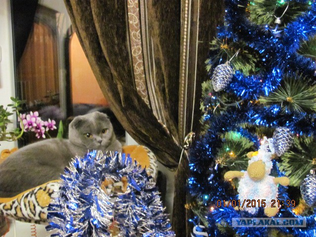Котовторник 06.01.2015