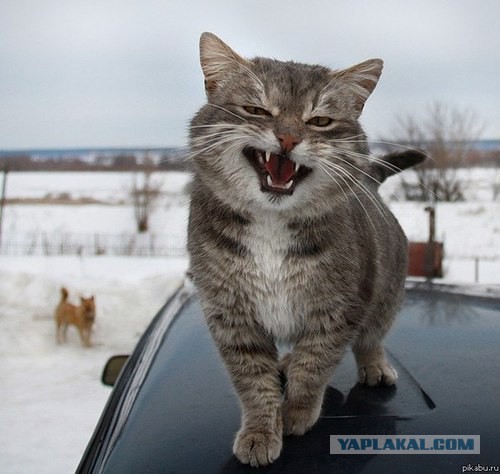 Когда собаки в первый раз увидели снег.