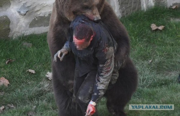 Спас тонущего медведя.