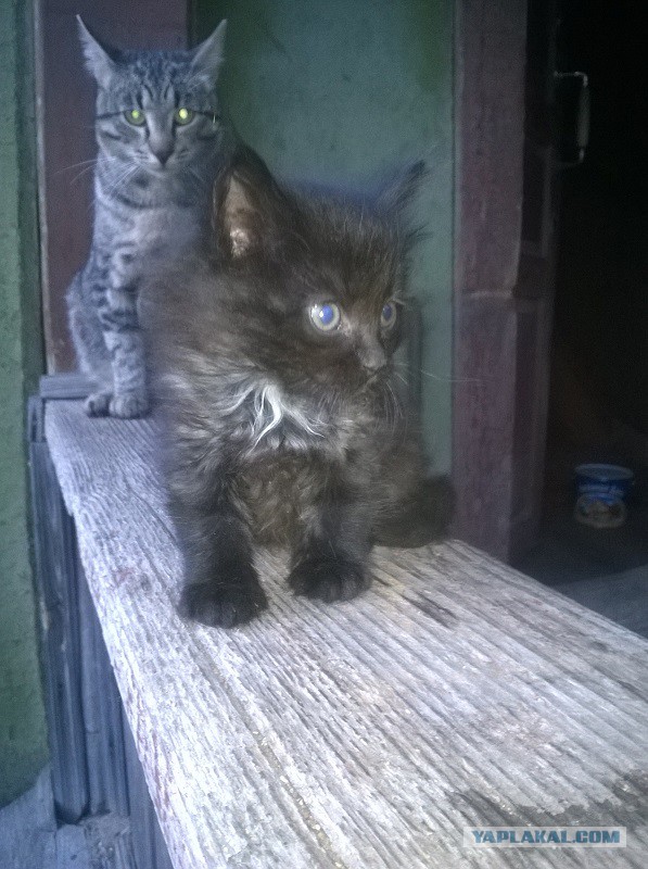 О кошачьих кличках.