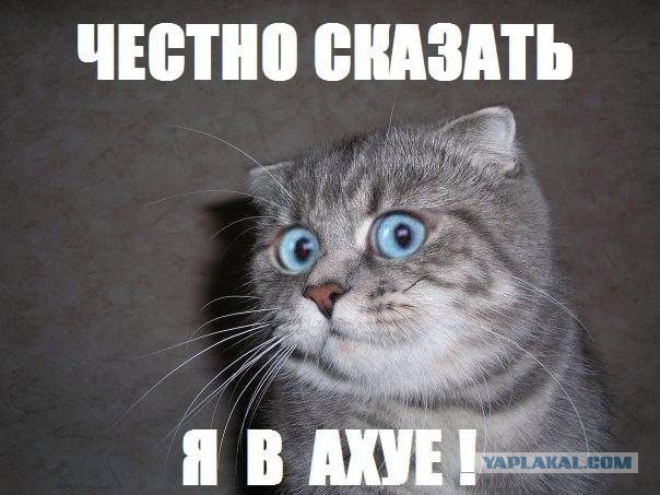 Инопланетное происхождение кошек