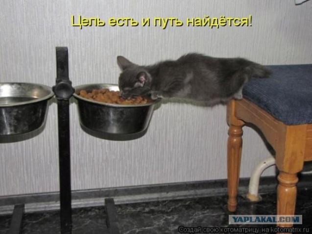 Прикольные коты