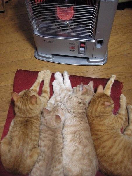 Котовторник наступил!:)