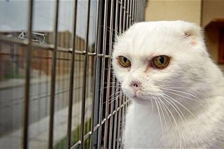 Забавные коты, ведущие себя как офисные работники