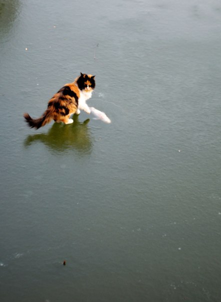 Коты на льду. И коты в шоке
