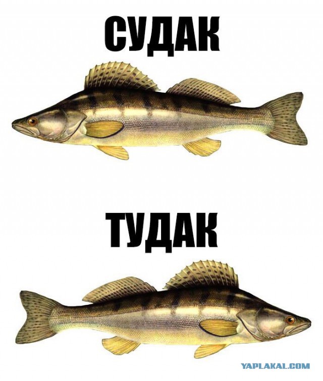 Смешные объявления и надписи