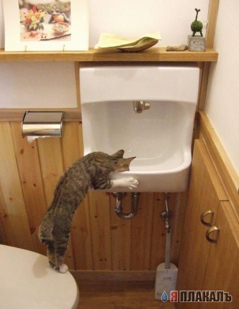 Коты, кошки, котята