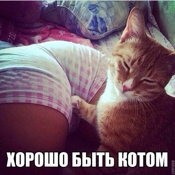 Котики на выходные