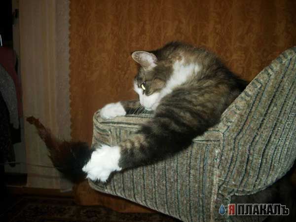 Коты, кошки, котята