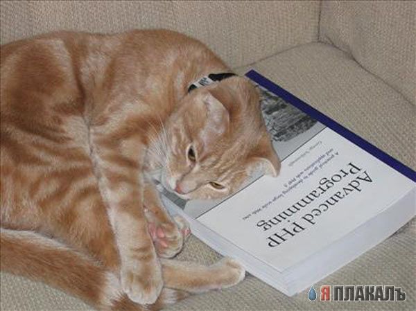 Котомет на вторник!