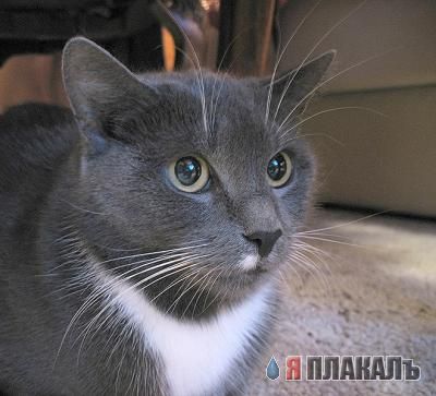 Внимание! У Ликоса пропала совесть!