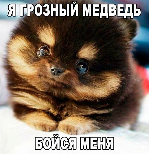 Мохнатые беспредельщики