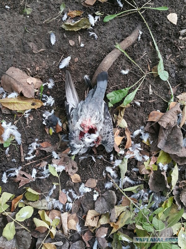 А из нашего окошка видно ястреба немножко...