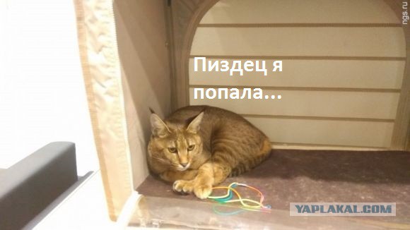 Жительница Барнаула продала автомобиль, чтобы купить кошку за миллион