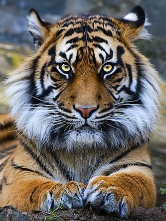 Самые смешные животные