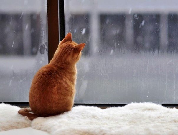 Коты из сети