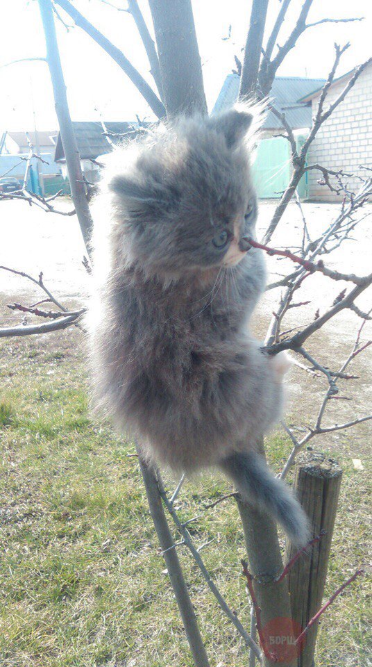 Коты из сети