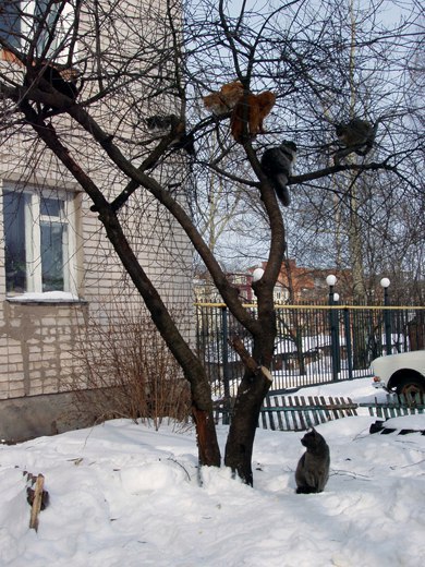 Коты и Кошки