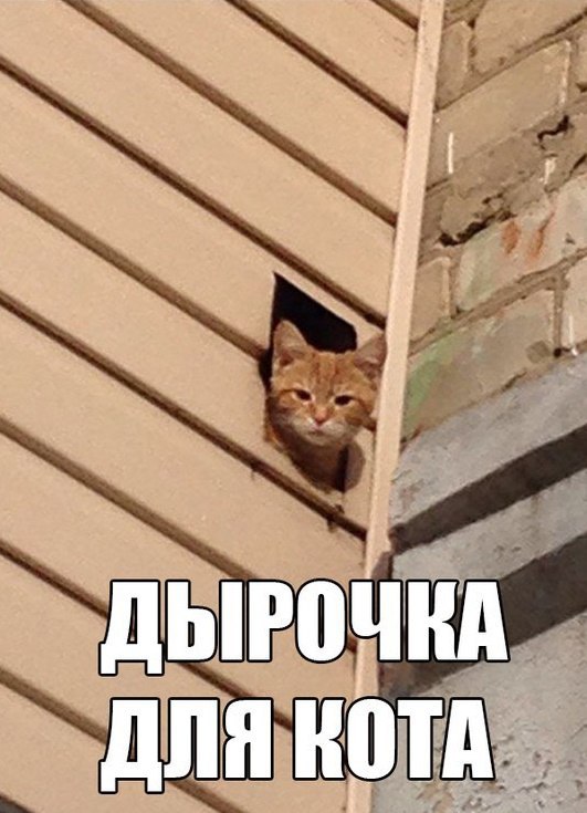 Коты и Кошки