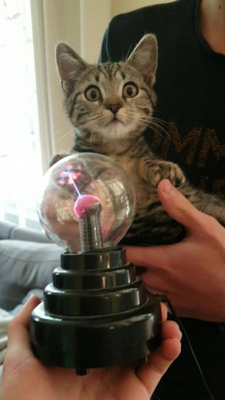 Коты и Кошки