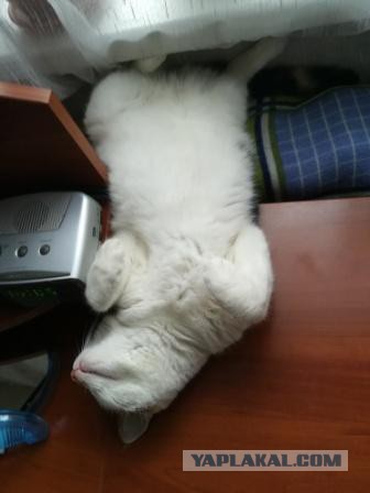 Котовторник 24.10.2017