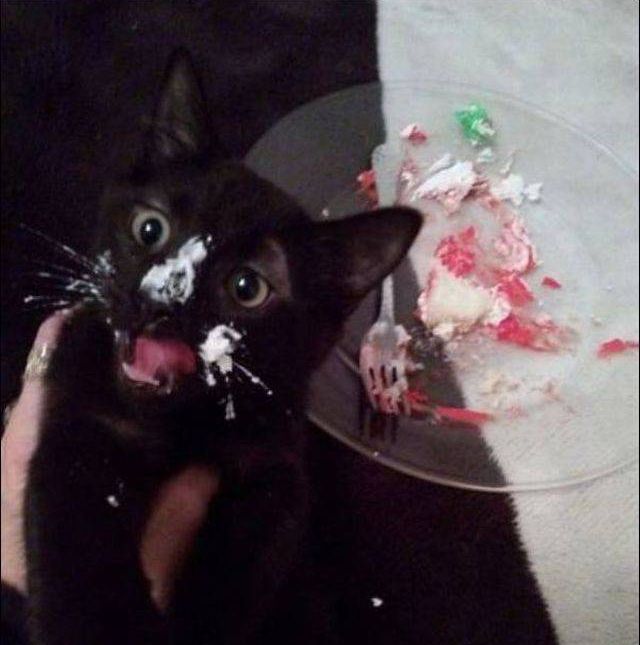 Коты и Кошки