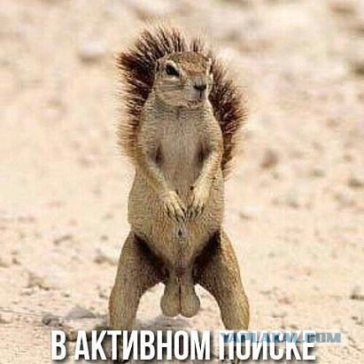 Центнер Идиотизма