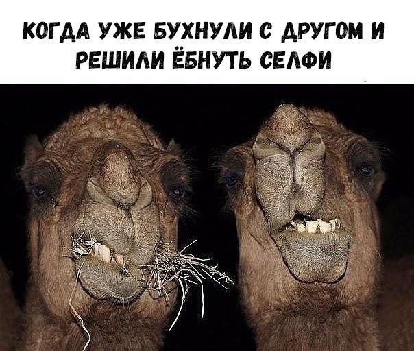 Нестандартный юмор