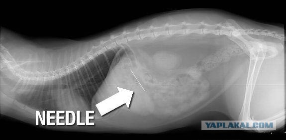 Рентген собак, проглотивших различные предметы