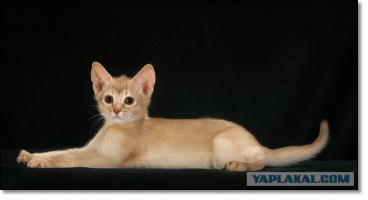 Котовторник (24.03)