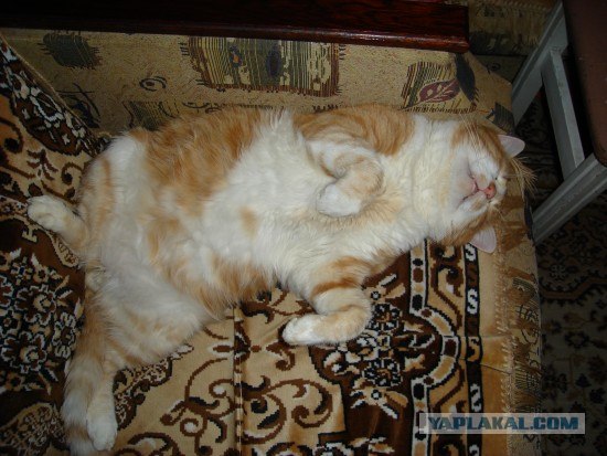 КОТовторник 13.04.2010г.