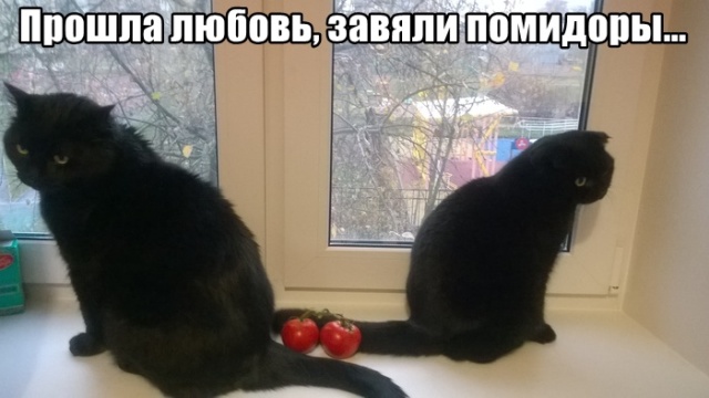 Немного милоты