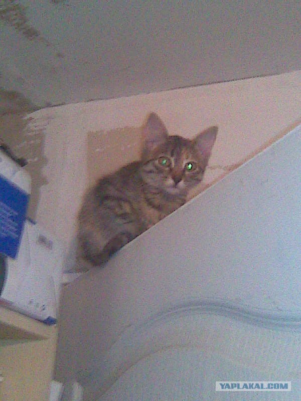 Котовторник! 08.11.11
